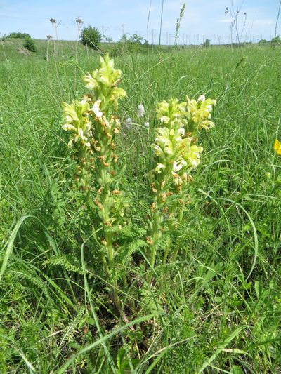 Pedicularis kaufmannii, photographed by Andrey Sdobnikov