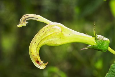 Centropogon foetidus, photographed by Daniel Mesa