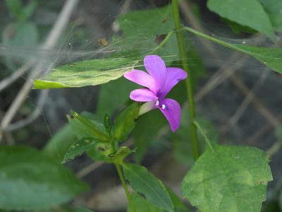 Barleria prattensis, photographed by Dinesh Valke
