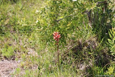 Sacoila lanceolata, photographed by Arthur Windsor