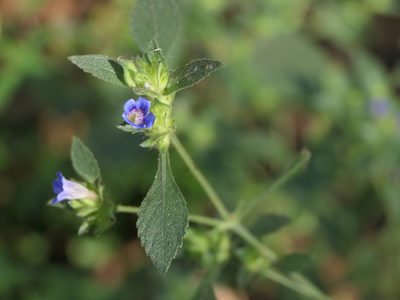 Strobilanthes pavala, photographed by Dinesh Valke