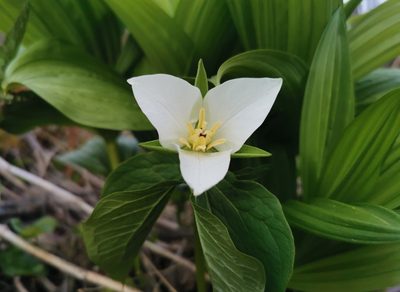Trillium camschatcense, photographed by Валерия Ковалева