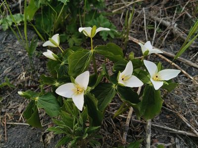Trillium camschatcense, photographed by Валерия Ковалева