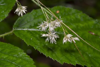 Luzula nivea, photographed by Eleftherios Katsillis