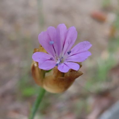 Petrorhagia nanteuilii, photographed by Timur Kalininsky