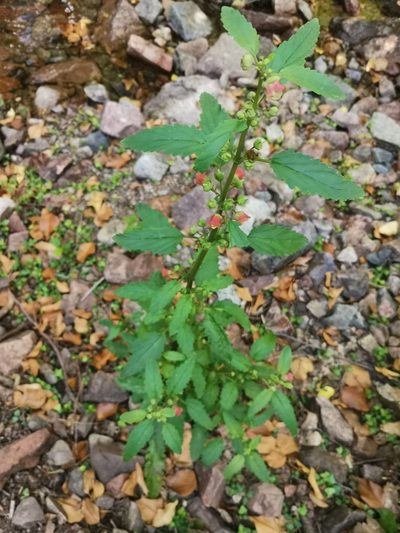 Scrophularia trifoliata, photographed by Roland Godon