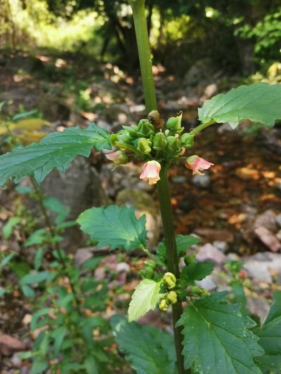Scrophularia trifoliata, photographed by Roland Godon