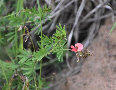Indigofera verrucosa, photographed by Justin Ponder