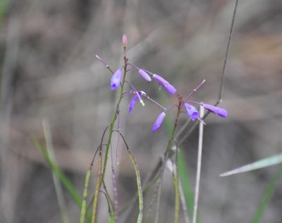 Heliophila subulata, photographed by Justin Ponder