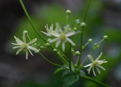 Knowltonia vesicatoria, photographed by Justin Ponder