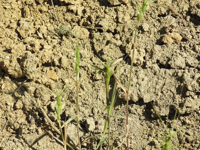 Aegilops biuncialis, photographed by Konstantin Grebennikov