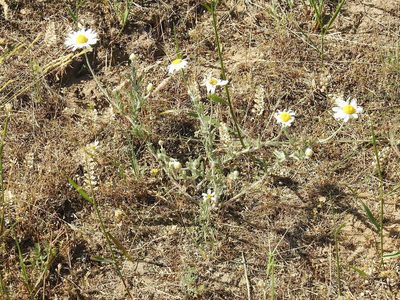 Anthemis ruthenica, photographed by Konstantin Grebennikov
