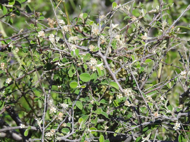 Cotoneaster nummularius, photographed by Konstantin Grebennikov
