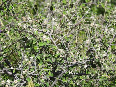 Cotoneaster nummularius, photographed by Konstantin Grebennikov