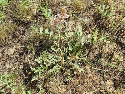 Glycyrrhiza glabra, photographed by Konstantin Grebennikov
