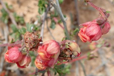 Hermannia flammea, photographed by Peter Warren