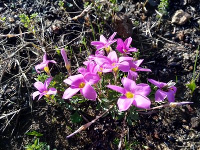 Oxalis hirta, photographed by De Waal Hugo