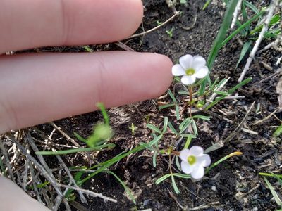 Oxalis pusilla, photographed by De Waal Hugo