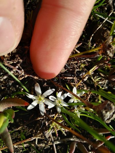 Pauridia pygmaea, photographed by De Waal Hugo