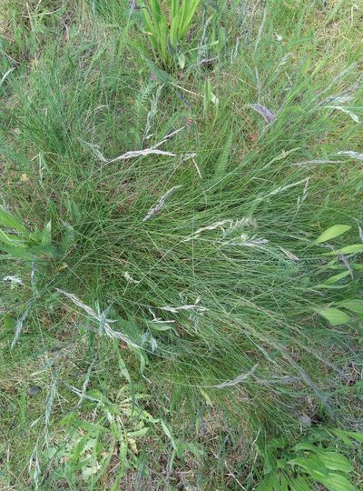 Festuca trachyphylla, photographed by leighmus