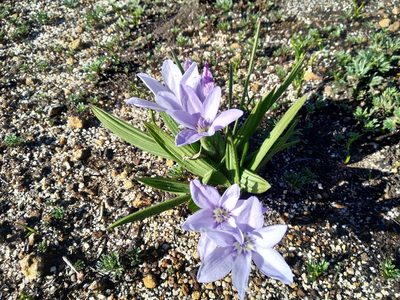 Babiana villosula, photographed by De Waal Hugo