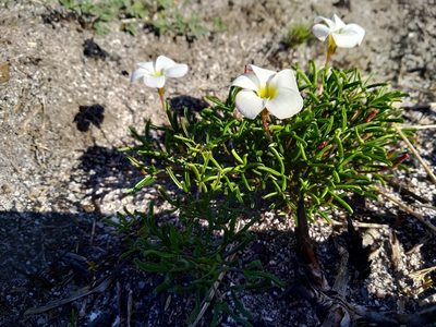 Oxalis versicolor, photographed by De Waal Hugo