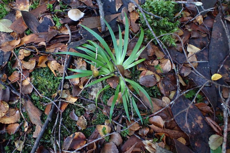 Libertia pulchella, photographed by corunastylis