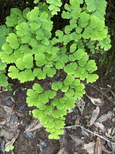 Adiantum amplum, photographed by Grete Pasch