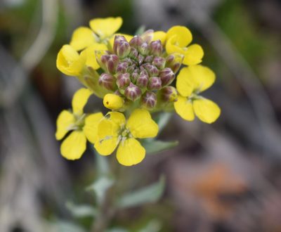 Erysimum asperum, photographed by Eric Lamb