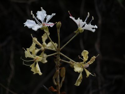 Phanera vahlii, photographed by Dinesh Valke