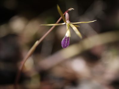 Nervilia infundibulifolia, photographed by Dinesh Valke
