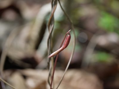 Nervilia infundibulifolia, photographed by Dinesh Valke