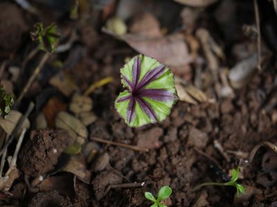 Nervilia infundibulifolia, photographed by Dinesh Valke