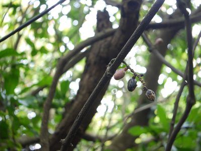 Gnetum edule, photographed by Dinesh Valke