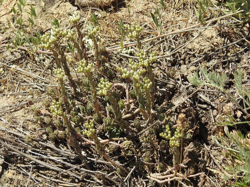 Petrosedum subulatum, photographed by Konstantin Grebennikov