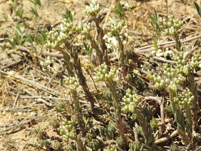 Petrosedum subulatum, photographed by Konstantin Grebennikov