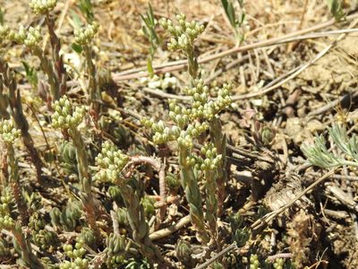 Petrosedum subulatum, photographed by Konstantin Grebennikov