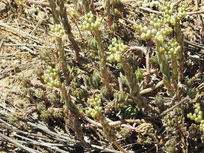 Petrosedum subulatum, photographed by Konstantin Grebennikov