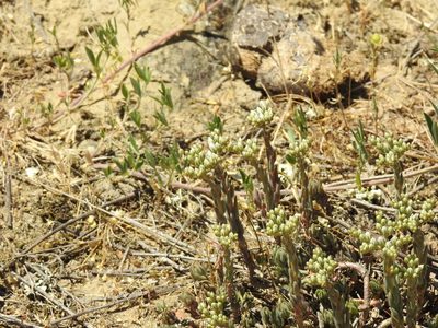 Petrosedum subulatum, photographed by Konstantin Grebennikov