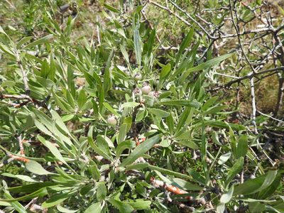 Pyrus salicifolia, photographed by Konstantin Grebennikov