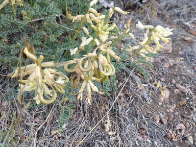 Astragalus curvicarpus, photographed by Drew Meyer
