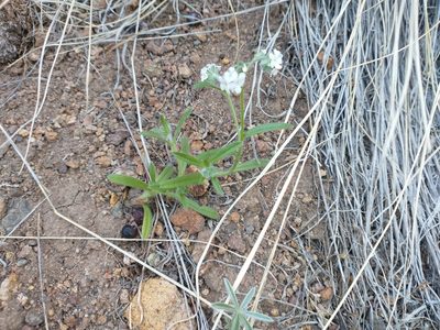 Cryptantha intermedia, photographed by Drew Meyer