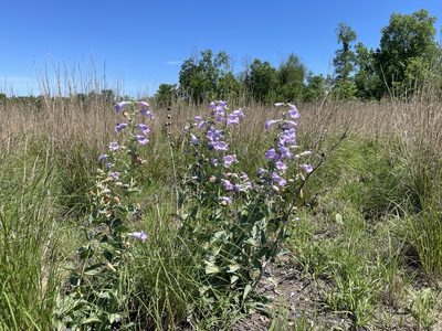 Penstemon bradburyi, photographed by evangrimes