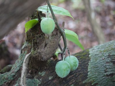 Adenia hondala, photographed by Dinesh Valke