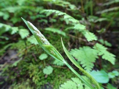 Carex albursina, photographed by Thomas Koffel