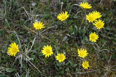 Tephroseris frigida, photographed by Syd Cannings