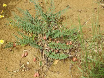 Astragalus longipetalus, photographed by Konstantin Grebennikov