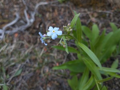 Hackelia micrantha, photographed by Drew Meyer
