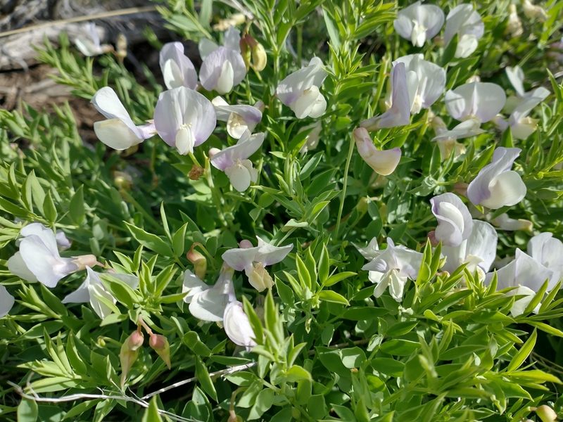 Lathyrus rigidus, photographed by Drew Meyer