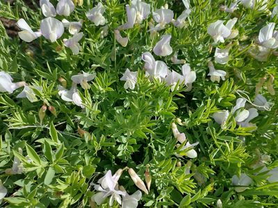Lathyrus rigidus, photographed by Drew Meyer